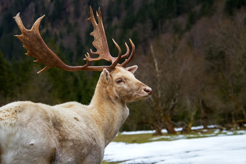 Wildlife Photography
